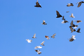 Flying pigeon in blue sky
