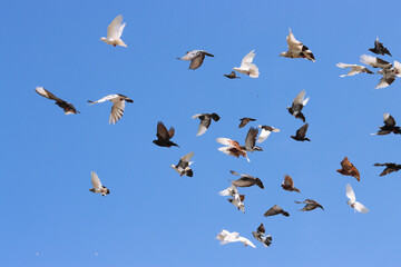 Flying pigeon in blue sky