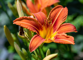 hemerocallis fulva fulvious daylily blooming in early summer