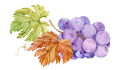 Watercolor branch with lilac grapes lies on the table. Illustration of purple fruits, leaves and branches isolated on white background. Berries for wine, juice labels. Clipart for winery, restaurant.