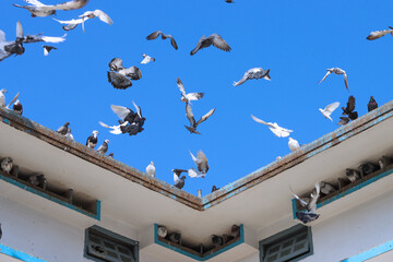 Flying pigeon in blue sky