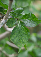 Beautiful close-up of the leaves of gardenia thunbergia