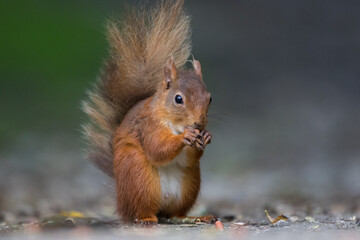 Portrait of a red squirrel in close-up. A red squirrel is sitting on a tree in a park on a sunny day. The squirrel became alert. Selective focus, blurred background. People take care of animals.