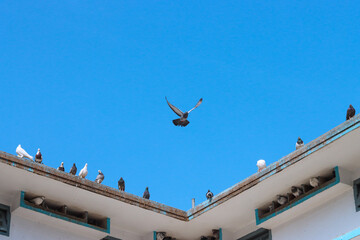 Flying pigeon in blue sky