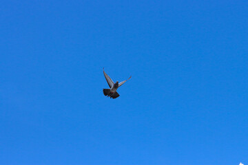 Flying pigeon in blue sky