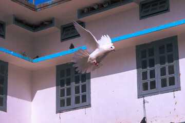 Flying pigeon