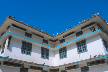 Pigeon and their house