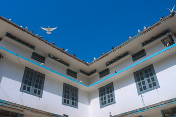 Pigeon and their house