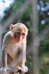 japanese macaque on a tree