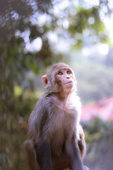 japanese macaque in the zoo