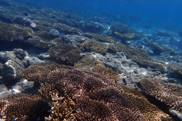 coral reef in Egypt, Makadi Bay