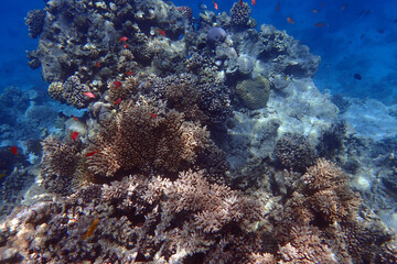 coral reef in Egypt, Makadi Bay
