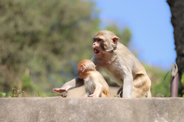 Mother monkey with her child