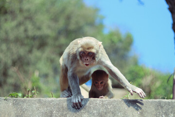 Mother monkey with her child