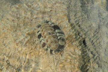 lepidochitona animal from the egypt beach