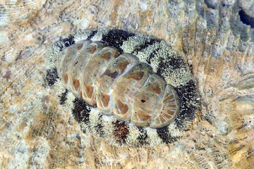 lepidochitona animal from the egypt beach