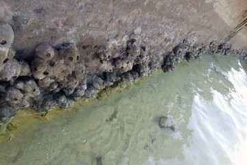 Cirripedia water animal from the Red Sea