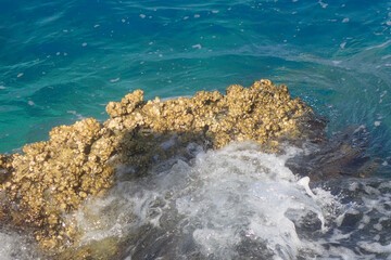 Cirripedia water animal from the Red Sea