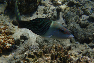 Hemigymnus melapterus fish form Red Sea
