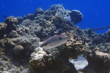 Lutjanus fulviflamma fish from Red Sea