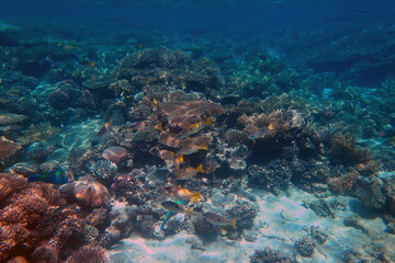 Lutjanus fulviflamma fish from Red Sea