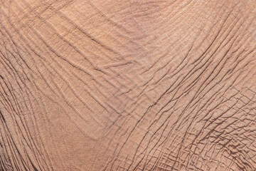 African elephants are a genus comprising two living elephant species, the African bush elephant and the smaller African forest elephant.