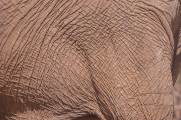 African elephants are a genus comprising two living elephant species, the African bush elephant and the smaller African forest elephant.