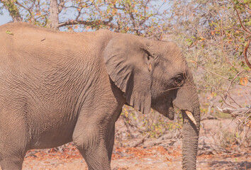 African elephants are a genus comprising two living elephant species, the African bush elephant and...