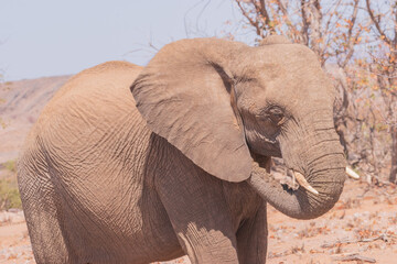 African elephants are a genus comprising two living elephant species, the African bush elephant and the smaller African forest elephant