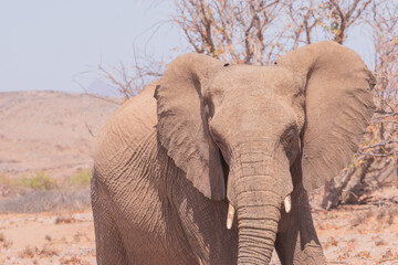 African elephants are a genus comprising two living elephant species, the African bush elephant and the smaller African forest elephant