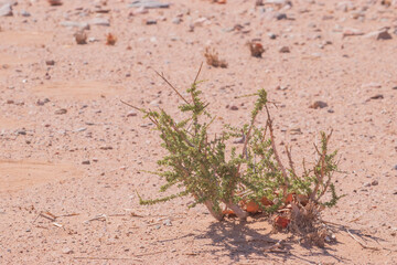 Namibian landscape - resilient vegetation in the desert.