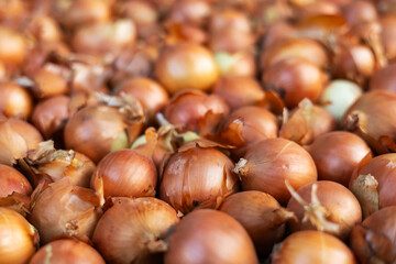 Onion just picked from the field. Fresh onions. Onions for background. Ripe onion