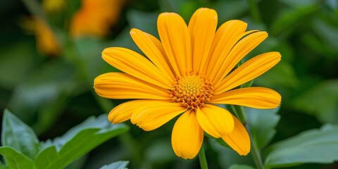 Obraz premium yellow flower, cute, variety, card sticker