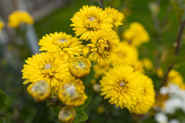 Bright Yellow mums Flower Chrysanthemum Garden decorative plant