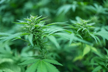 Ripe cannabis plant hemp. Blooming marijuana flower and leafs growing in homemade garden.