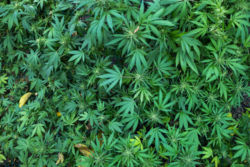 Legal Green Marijuana Cannabis Leaves Growing At Farm In Summer Day, Beautiful Cannabis Background.