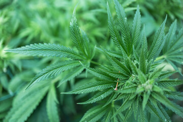 Legal Green Marijuana Cannabis Leaves Growing At Farm In Summer Day, Beautiful Cannabis Background.