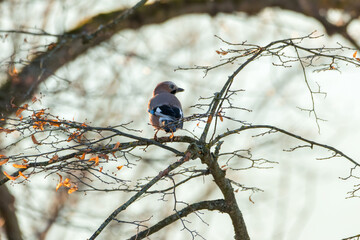 A Bird Perched on a Branch Amidst Trees
