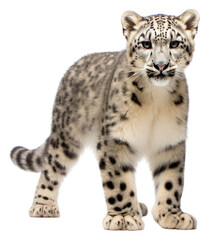 PNG Leopard wildlife panther animal.