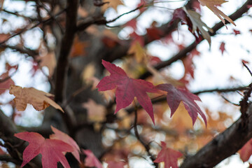 Red maple leaves changing color during fall season