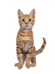 Adorable European Shorthair cat kitten, standing on edge facing front ready to to jump. Looking straight towards camera. Isolated cutout on a transparent background.