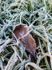 White frost on a fallen autumn leaf