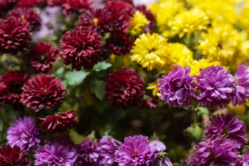 Mix of fresh bright blooming various color chrysanthemums bushes in autumn garden outside in sunny day.