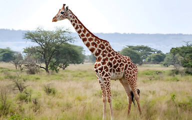 Obraz premium Amazing giraffe standing on field in savanna