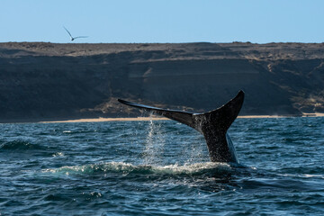 Fototapeta premium Sohutern right whale tail lobtailing, endangered species, Patagonia,Argentina