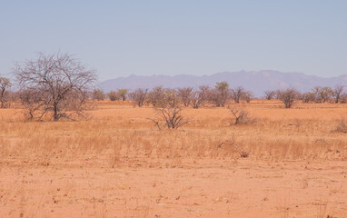 Namibian landscape - resilient vegetation in the desert.