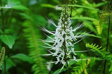 Fototapeta premium A close-up of a Cat's Whiskers plant or kumis kucing with delicate white flowers and lush green leaves. Ideal for content on botany, gardening, nature, and herbal medicine.