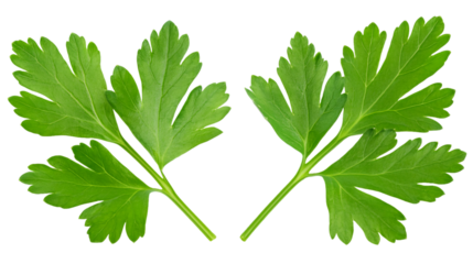 Parsley sprigs arranged with stems crossed to form a heart shape, set against a clear background
