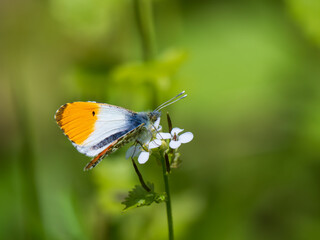 Orange-tip Butterfly on Garlic Mustard