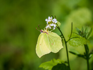 Brimstone Butterfly Feeding on Garlic Mustard